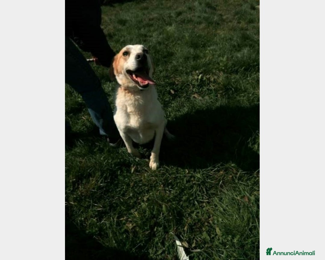 Meticcio cani in regalo: LALO, cane meticcio labrador Maschio a Latina - Annuncio 2