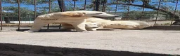 Pastore Abbruzzese Maremmano cani in regalo: Maremmano cuccioli e Mamma Perla - Annuncio 3