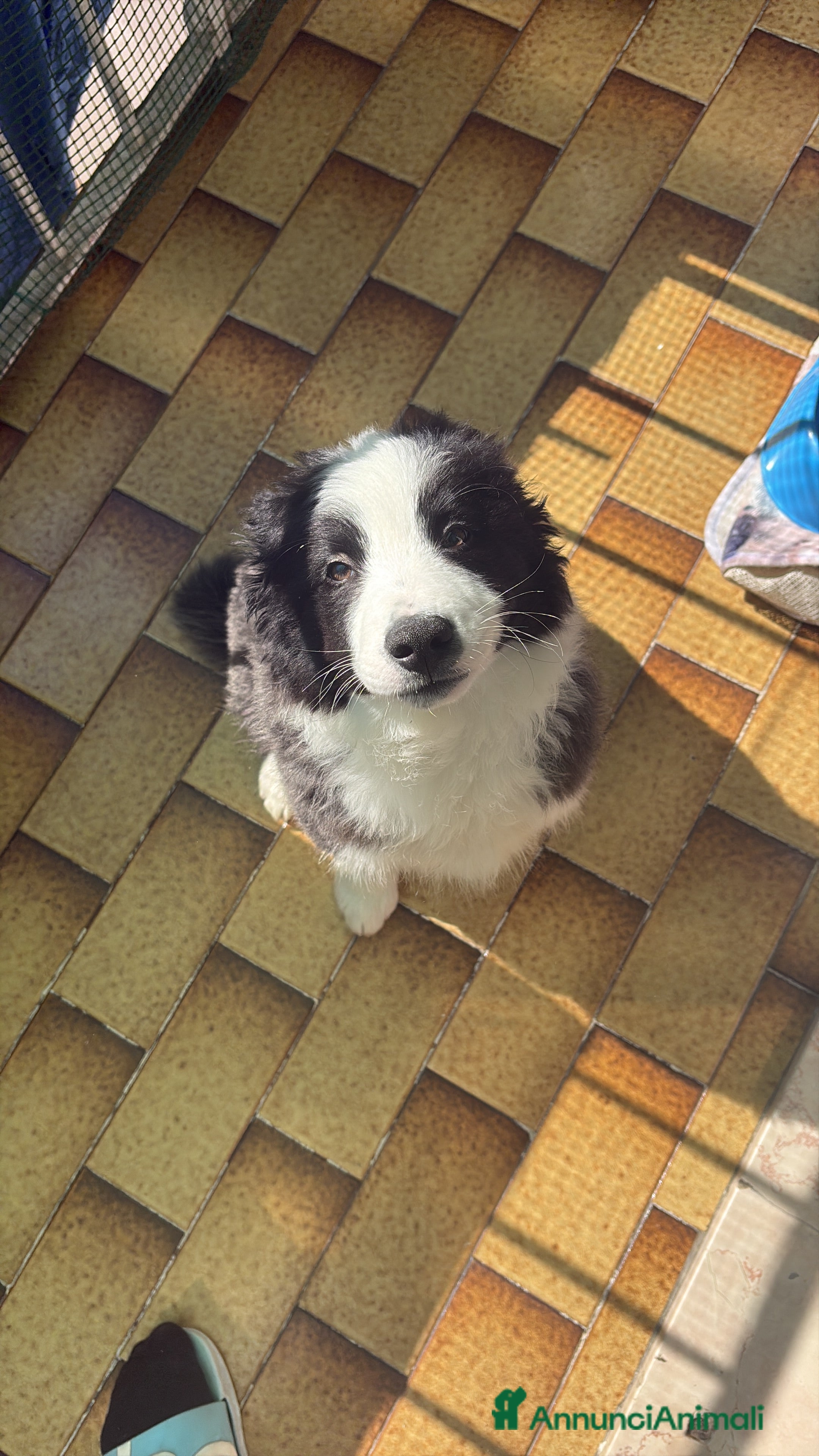 Border Collie cani Cucciolo Border Collie - Annuncio 8