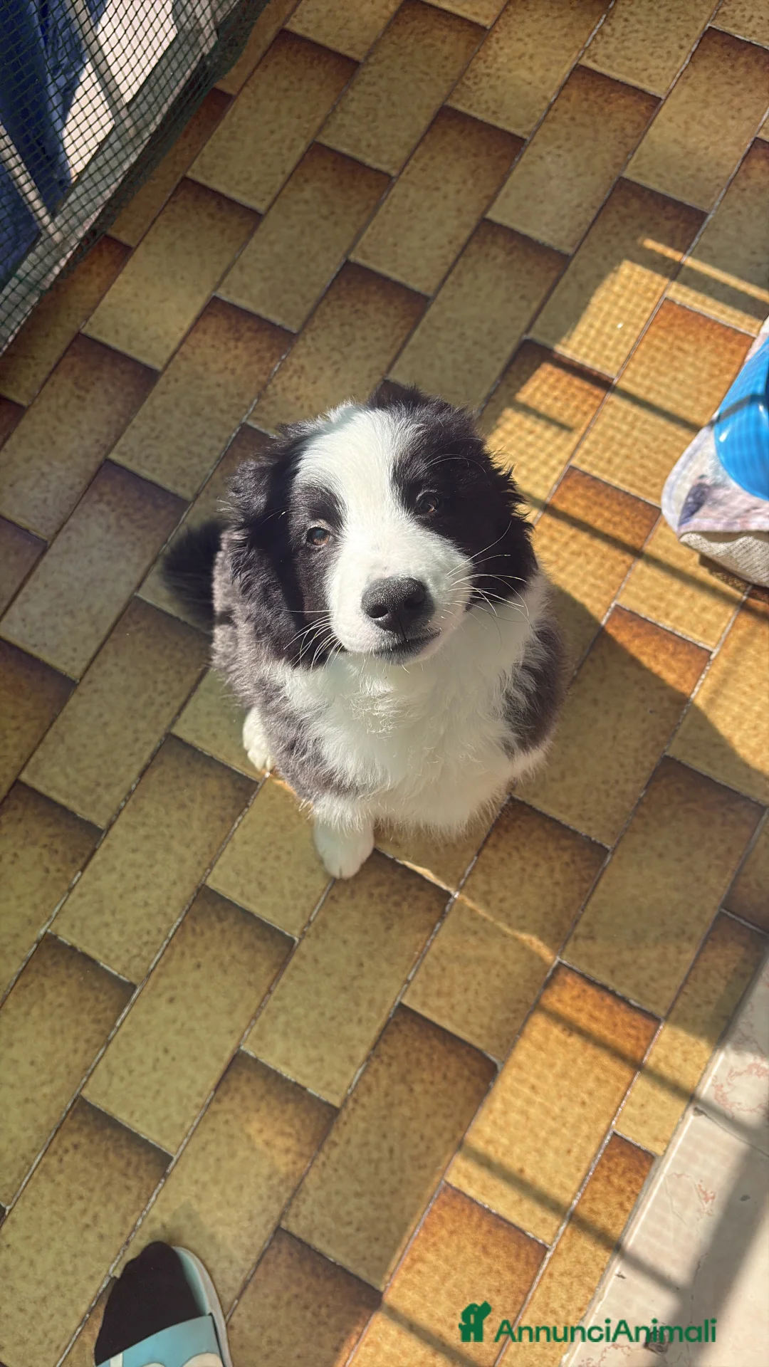 Border Collie cani in vendita: Cucciolo Border Collie - Annuncio 1