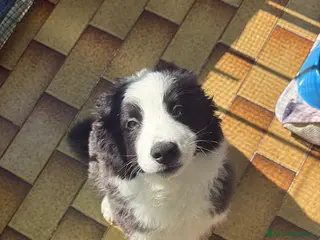 Border Collie cani Cucciolo Border Collie - Annuncio 8