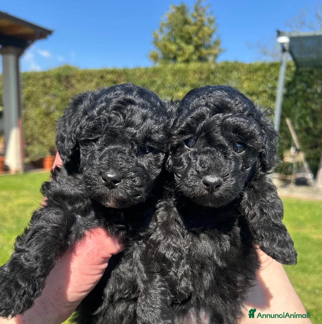 Barboncino cani in vendita: BARBONCINI TOY  - Annuncio 1