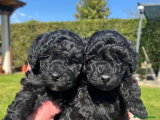 Barboncino cani BARBONCINI TOY - Annuncio 1