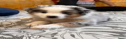 Australian Shepherd cani in vendita: 8 cuccioli di pastori australiani! 🐼❤️ a Provincia autonoma di Trento - Annuncio 4