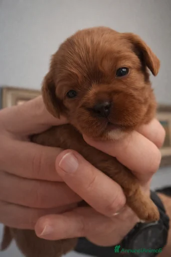 Immagine della galleria {{count}}