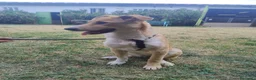 Meticcio cani in regalo: Dolly dolcissima cucciola a Città metropolitana di Milano - Annuncio 5