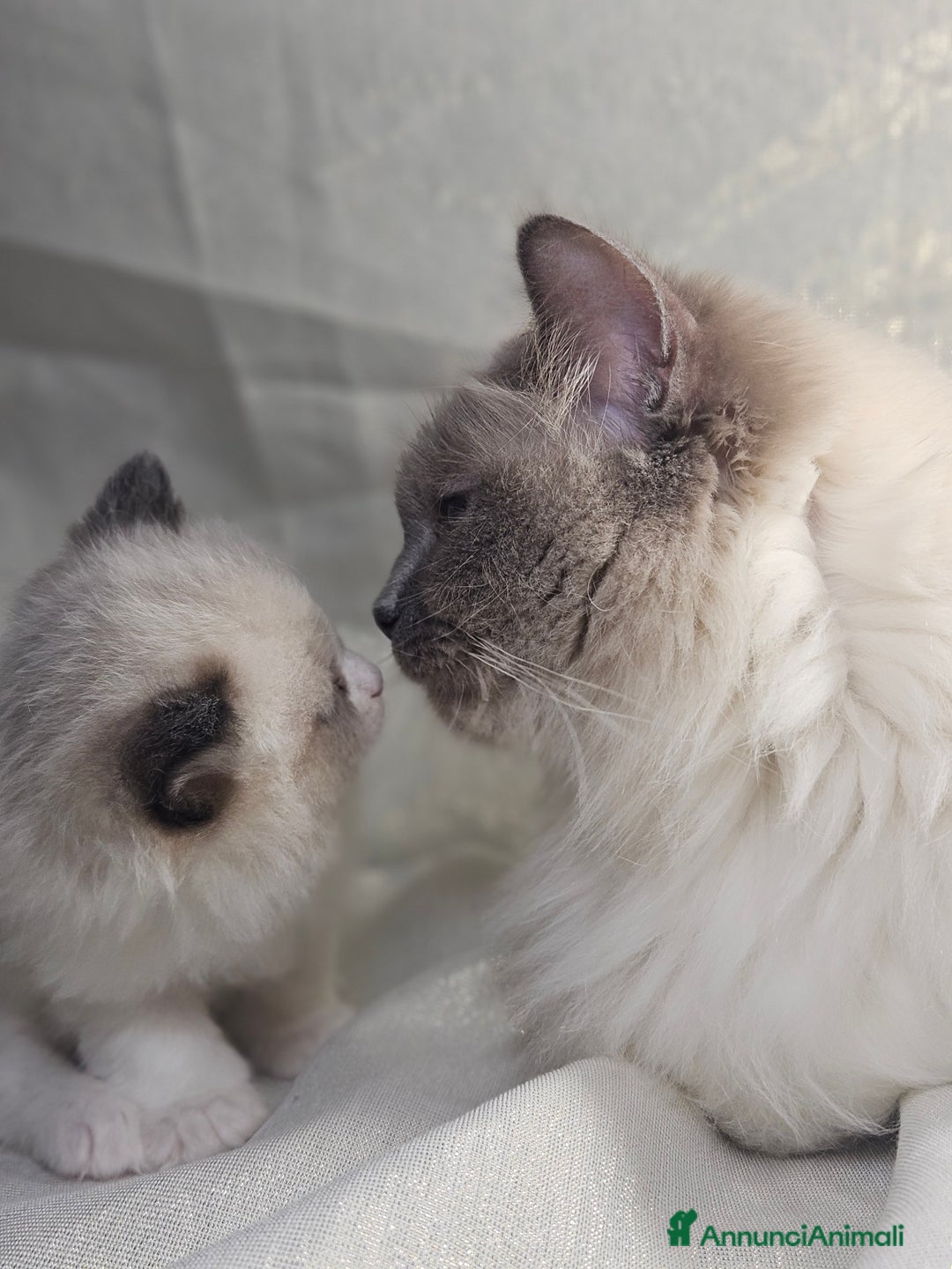 Ragdoll gatti in vendita: Stupenda cucciolata Ragdoll - Annuncio 4