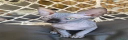 Sphynx gatti in vendita: Cuccioli Sphynks  - Annuncio 23