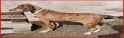 Segugio cani in regalo: SVITOL adorabile segugetta a Città metropolitana di Milano - Annuncio 3