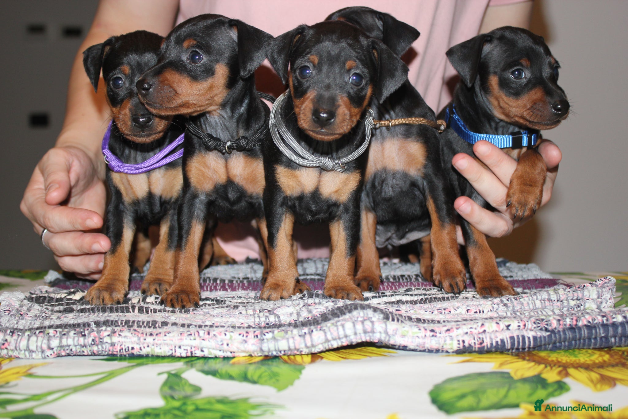 Pinscher Miniatura cani Pinscher nano  - Annuncio 1