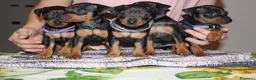 Pinscher Miniatura cani in vendita: Pinscher nano  - Annuncio 19