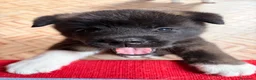 Akita Americano cani in vendita: Akita Americano - Annuncio 15