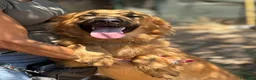 Meticcio cani in regalo: 9 mesi, molto bella e intelligente  - Annuncio 3