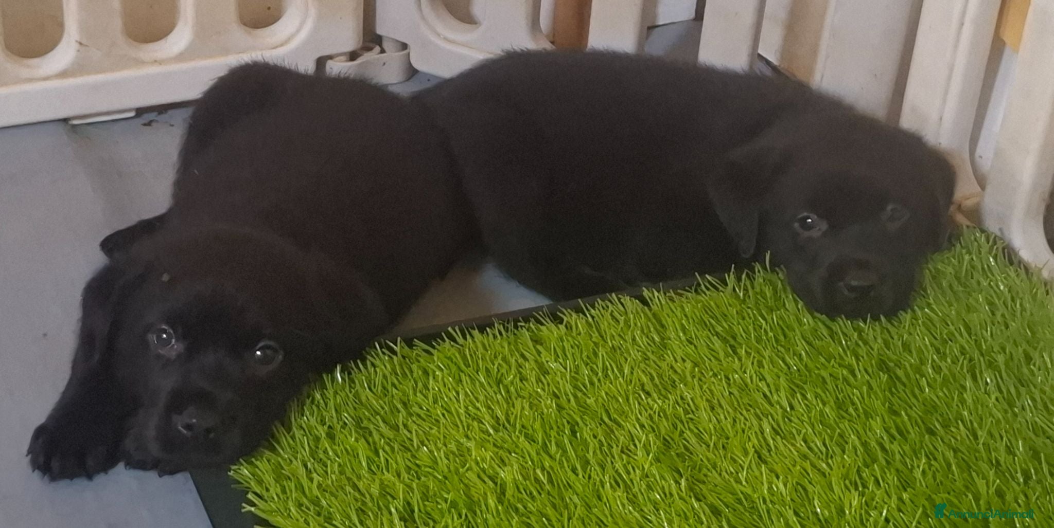Labrador cani Disponibili cuccioli di labrador - Annuncio 2