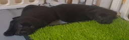 Labrador cani in vendita: Disponibili cuccioli di labrador - Annuncio 1