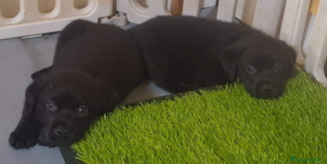 Labrador cani in vendita: Disponibili cuccioli di labrador - Annuncio 1