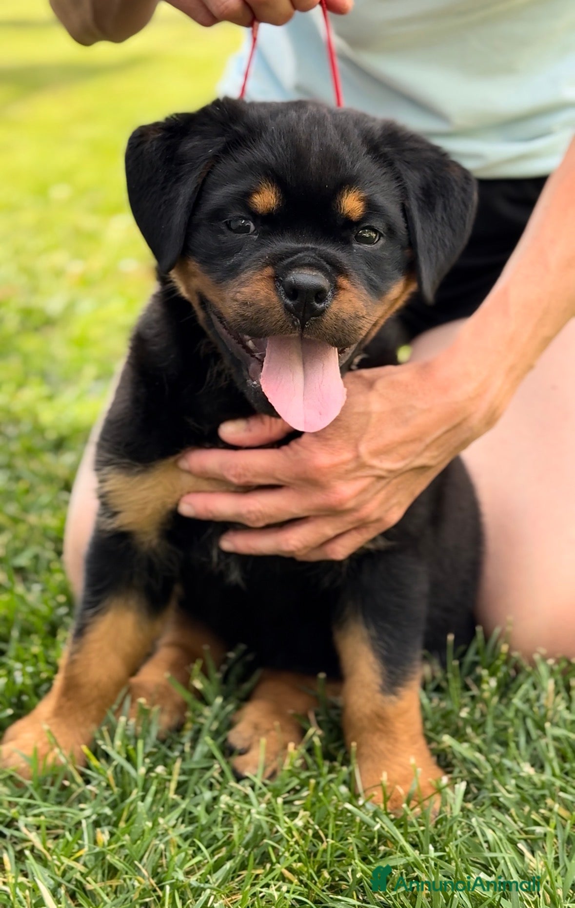 Rottweiler cani Cucciola di rottweiler - Annuncio 25