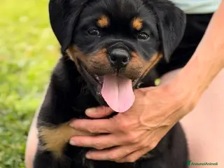 Rottweiler cani Cucciola di rottweiler - Annuncio 25
