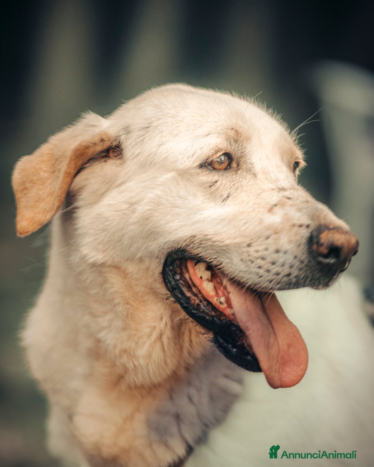 Labrador cani in regalo: Easy, una labrador da adottare - Annuncio 3