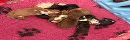 Bassotto cani in vendita: Bassotti - Annuncio 7