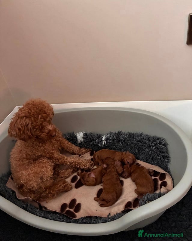 Barboncino Toy cani Adorabili cuccioli di Barboncino Toy - Annuncio 1