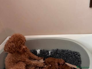 Barboncino Toy cani Adorabili cuccioli di Barboncino Toy - Annuncio 1