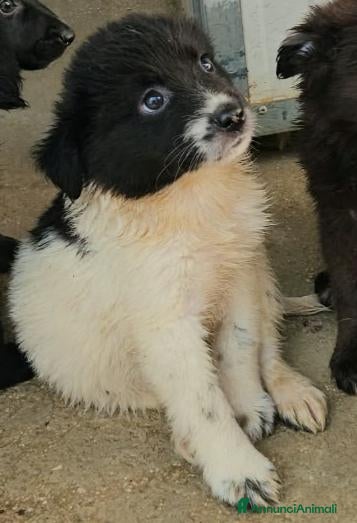 Meticcio cani Richard: 2 mesi taglia contenuta  - Annuncio 34