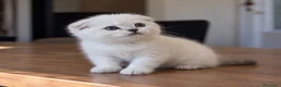 Scottish gatti in vendita: Scottish fold - Annuncio 4