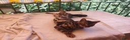 Bengala gatti in vendita: Gatto Bengala Maschio  - Annuncio 4