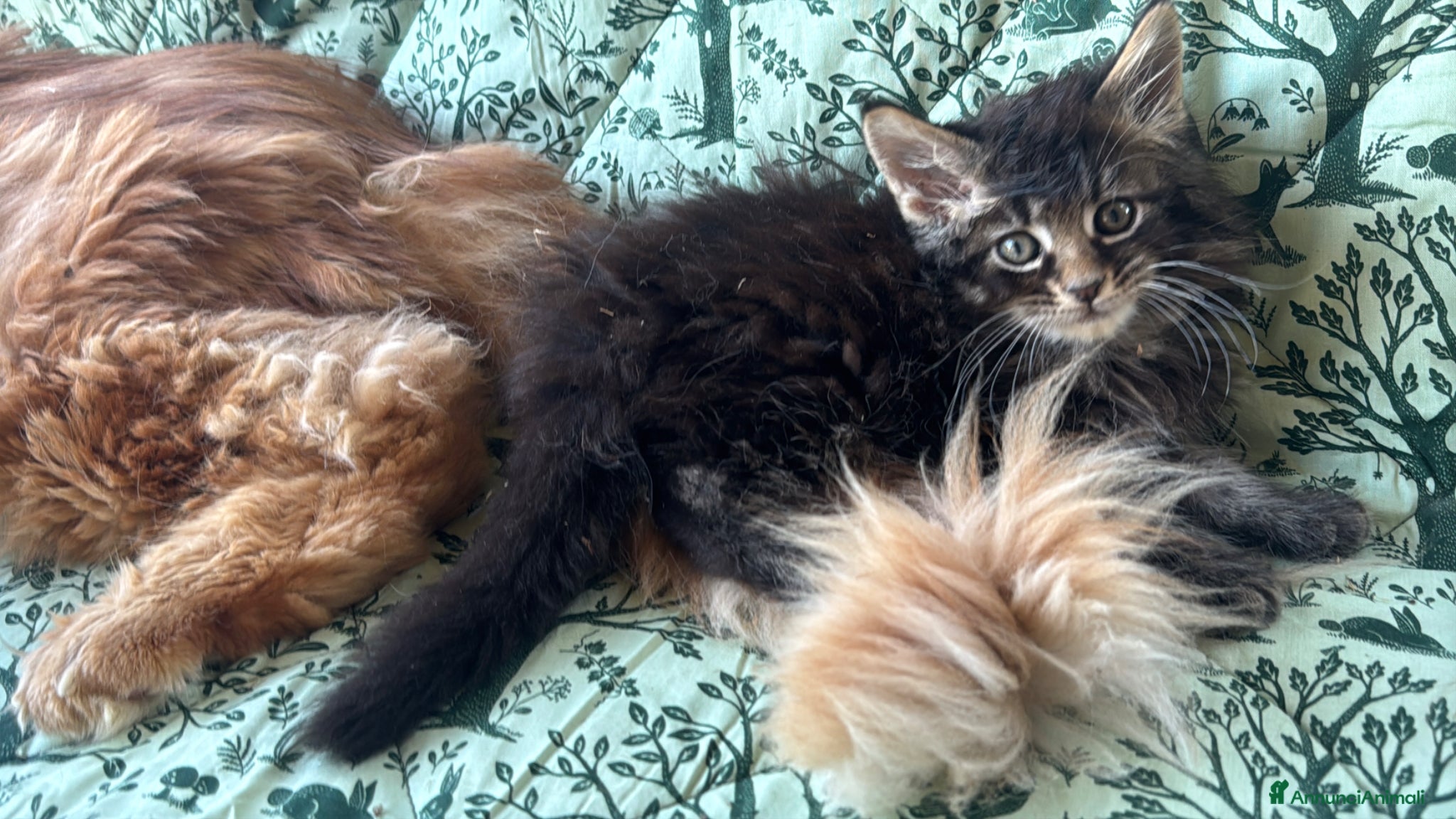 Maine Coon gatti in vendita: Cucciolo maine coon castano bellissimo  - Annuncio 16
