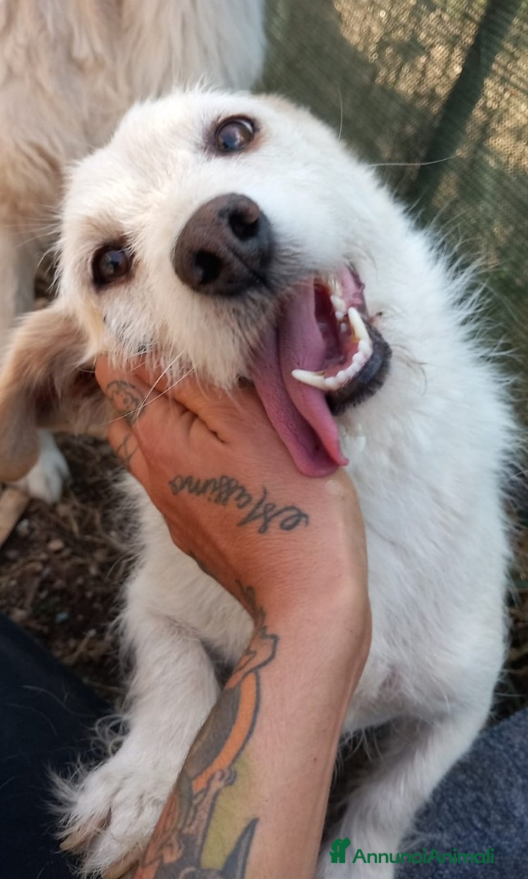 Meticcio cani in regalo: Mix Jack Russel 9anni tg piccola URGE CASA ABRUZZO a Città Metropolitana di Milano - Annuncio 3