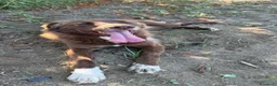 Meticcio cani in regalo: Arabelle, taglia media! (25kg) - Annuncio 3
