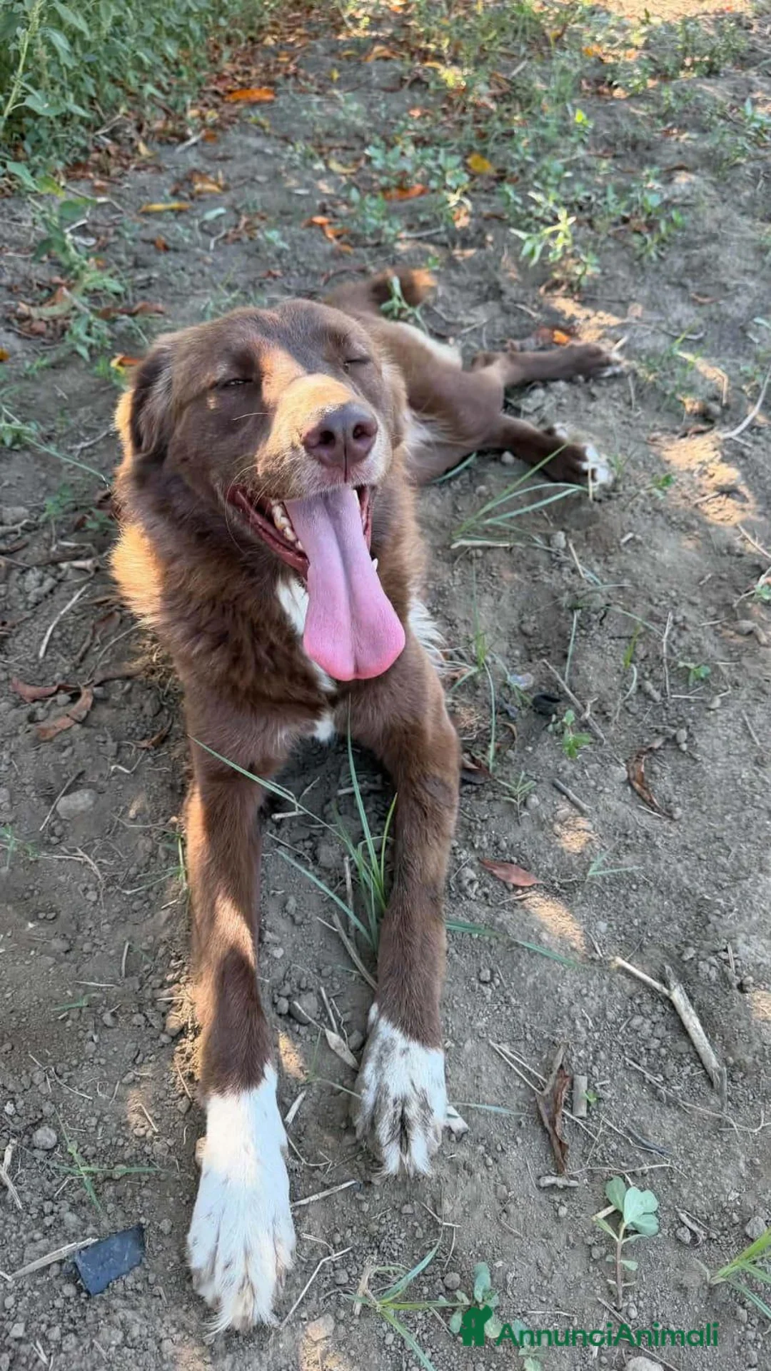 Meticcio cani in regalo: Arabelle, taglia media! (25kg) - Annuncio 3