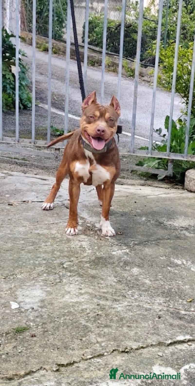 Pitbull cani Cucciolo pitbull - Annuncio 2