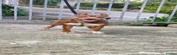 Pitbull cani in vendita: Cucciolo pitbull - Annuncio 1