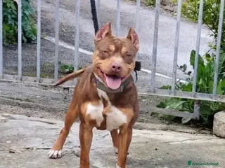 Pitbull cani Cucciolo pitbull - Annuncio 1