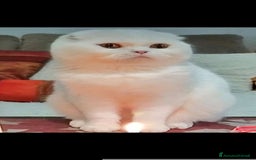 Scottish gatti per accoppiamento: Scottish fold - Immagine 1