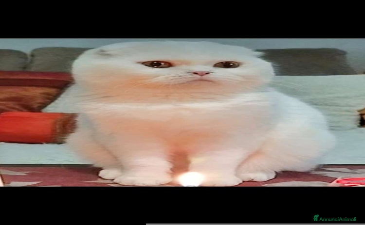 Scottish gatti - Annuncio 9
