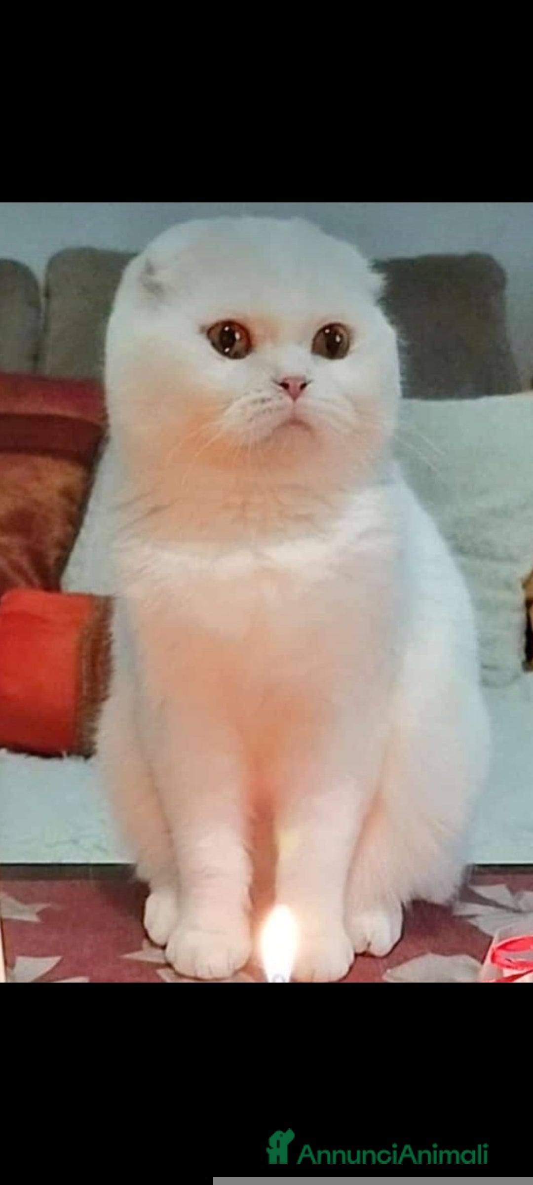 Scottish gatti per accoppiamento: Scottish fold - Immagine 1