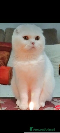 Scottish gatti - Annuncio 9
