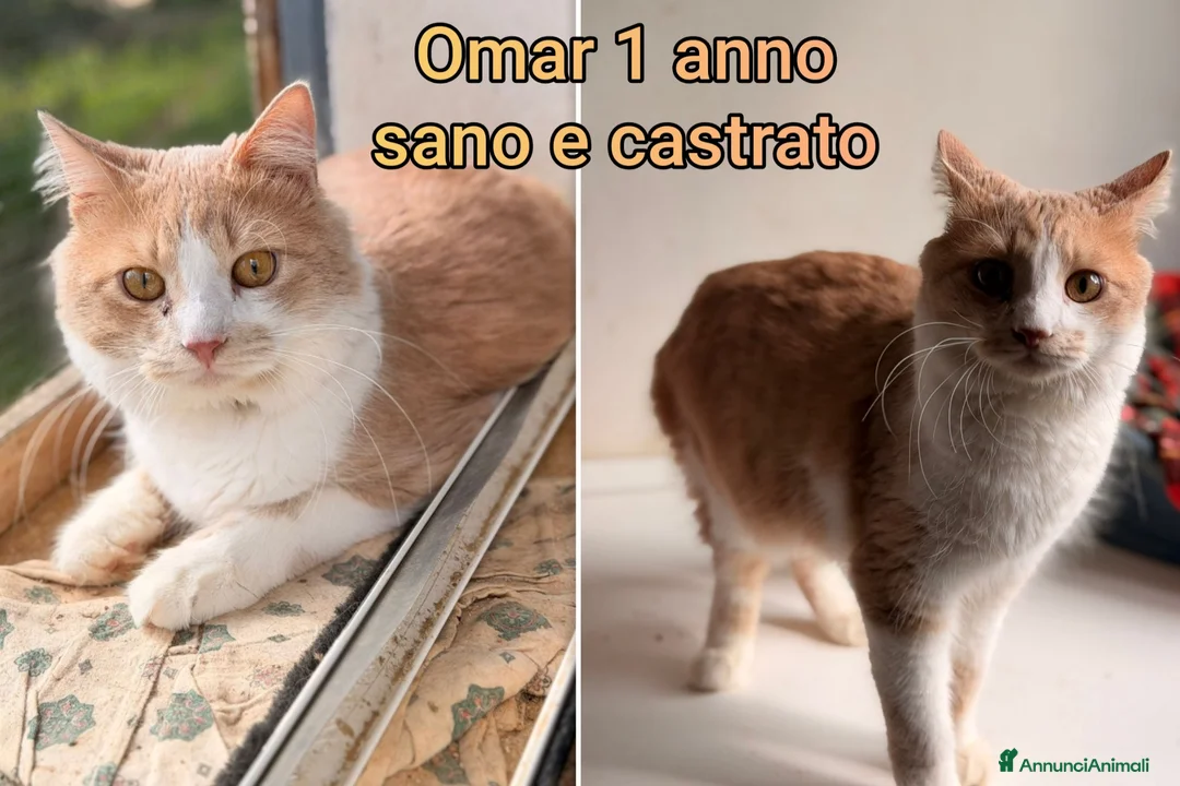 Europeo gatti in regalo: GATTINI IN CERCA DI FAMIGLIE AMOREVOLI  a Città Metropolitana di Bologna - Annuncio 2