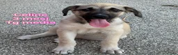Meticcio cani in regalo: Troppi cuccioli soli in rifugio  a Provincia di Verona - Annuncio 9