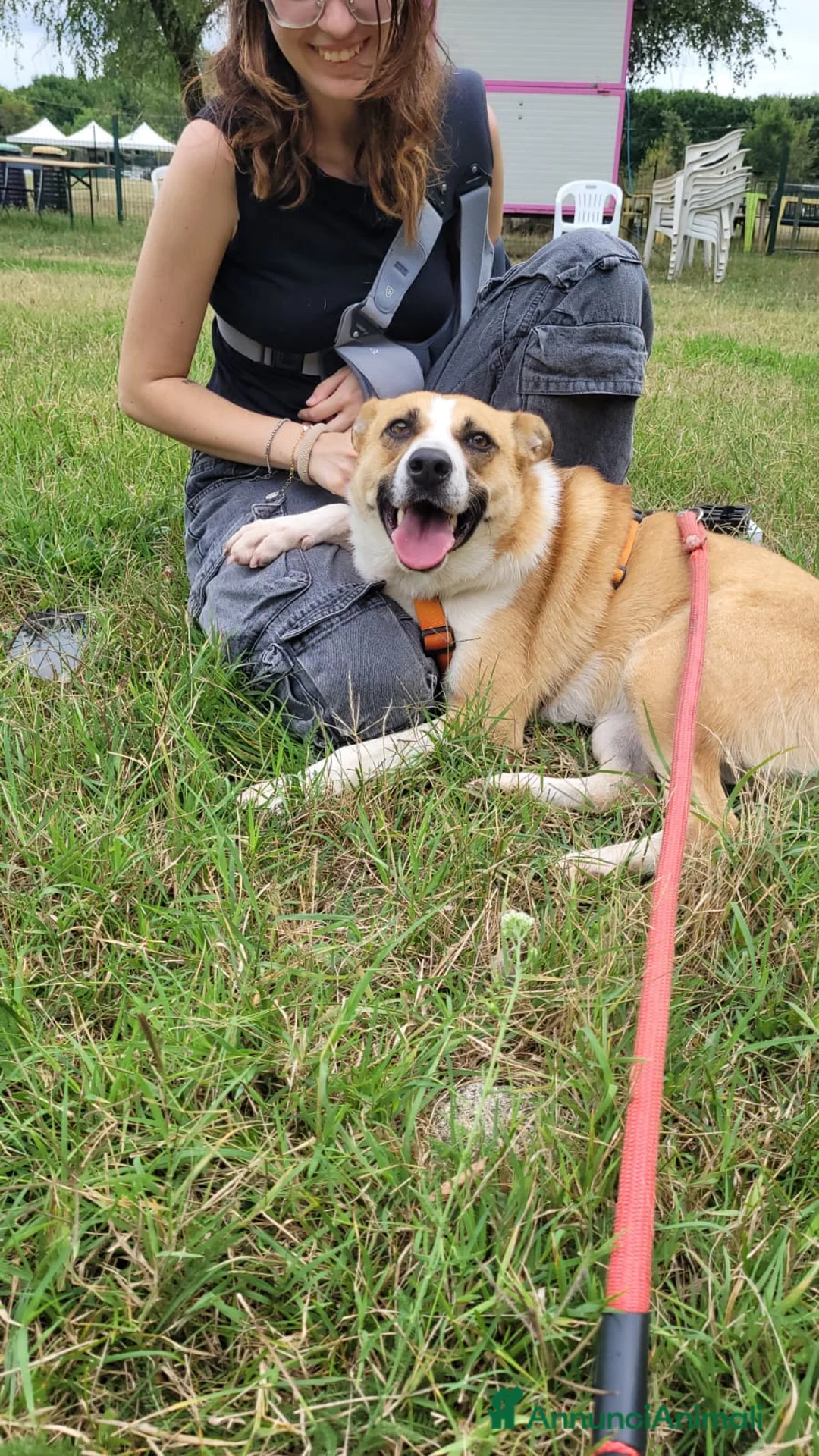 Meticcio cani in regalo: Splendida meticcia - MILLIE a Città metropolitana di Milano - Annuncio 7
