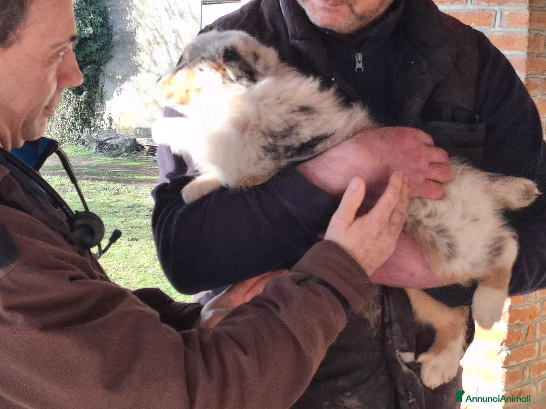 Australian Shepherd cani in vendita: Cuccioli australian shepard in cerca di amore - Annuncio 6