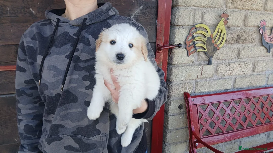 Meticcio cani in regalo: IL DOLCISSIMO AIKO HA BISOGNO DI TE, IN ADOZIONE - Annuncio 4