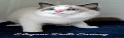 Ragdoll gatti in vendita: Cucciola di Ragdoll disponibile - Roma  a Città metropolitana di Roma Capitale - Annuncio 3
