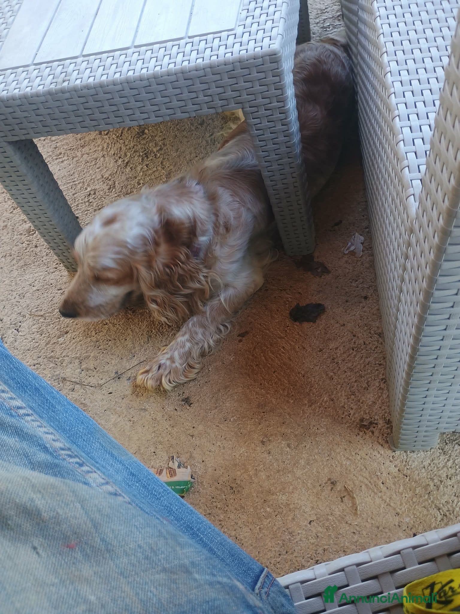 Cocker cani Cuccioli di cocker spanoel - Annuncio 2