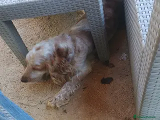 Cocker cani Cuccioli di cocker spanoel - Annuncio 2