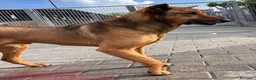 Meticcio cani in regalo: ULISSE LUPETTO - Annuncio 9