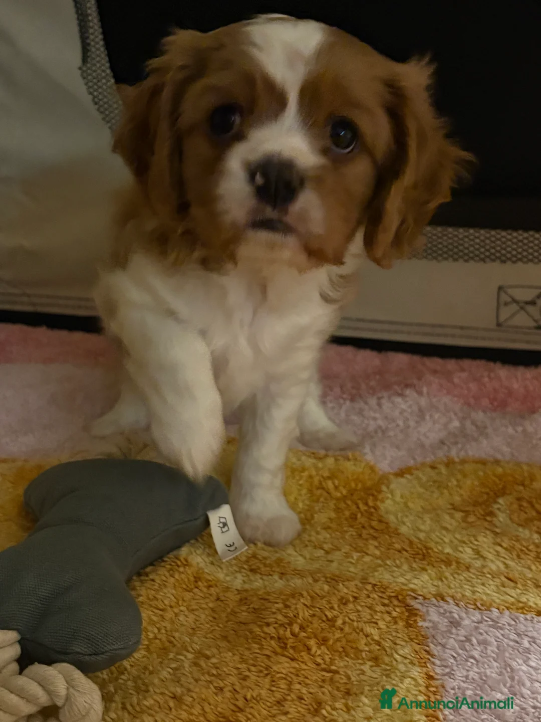 Cavalier King cani in vendita: Vendo cucciolo Blenheim - Annuncio 5